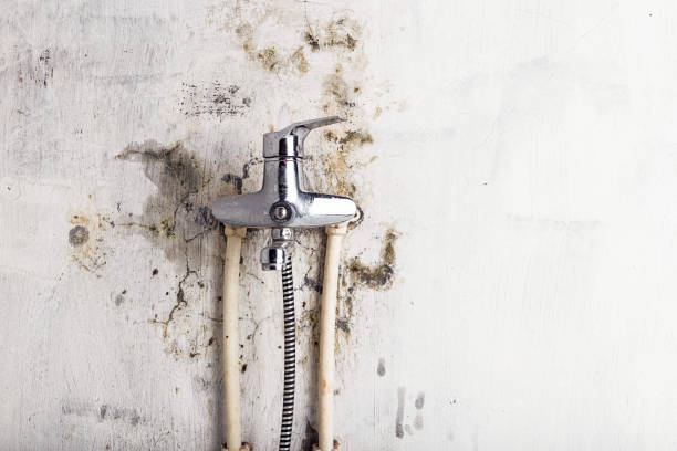 Best Health and Safety Mold Remediation in Waite Park, MN