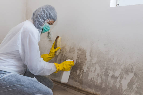 Best Industrial Mold Remediation in Waite Park, MN