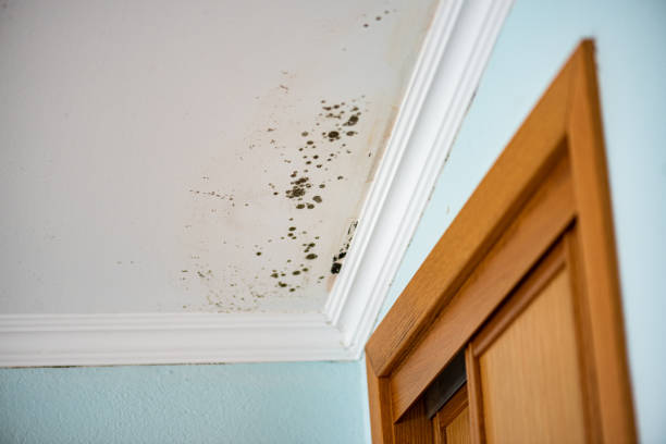 Best White Mold Remediation in Waite Park, MN