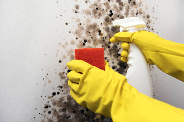 Best Bathroom Mold Remediation in Waite Park, MN