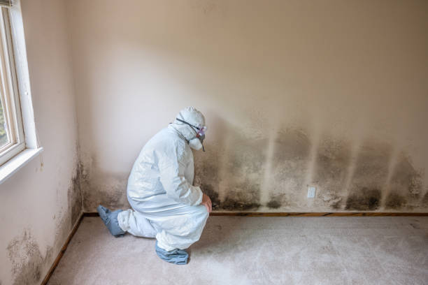 Best Post-Flood Mold Remediation in Waite Park, MN
