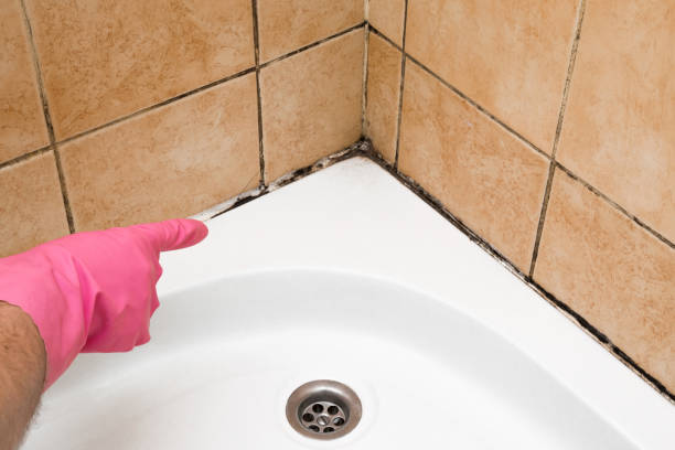 Best Basement Mold Remediation in Waite Park, MN